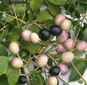 fruit