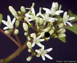 fruit