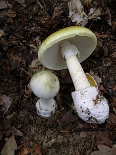 Death cap